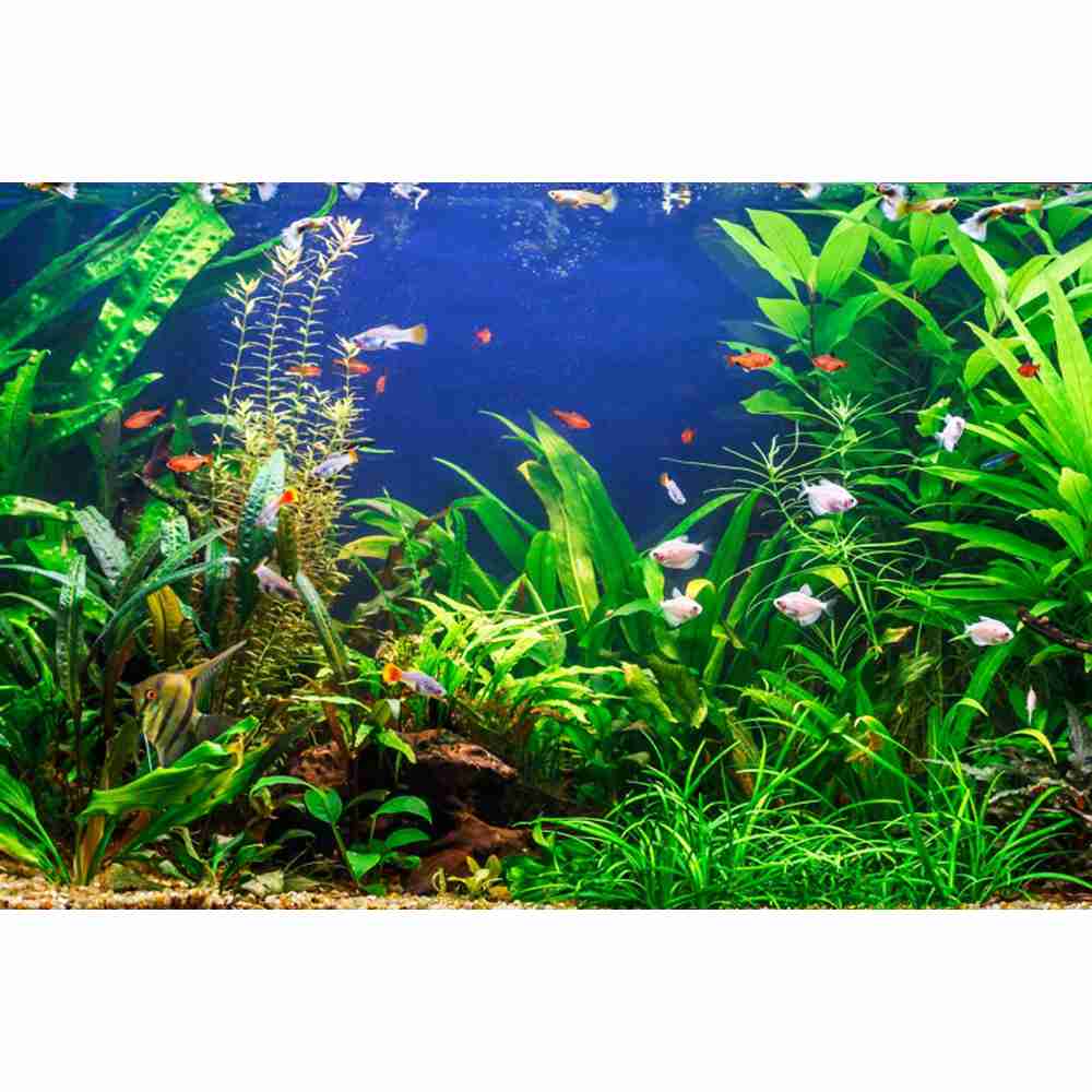 Underwater World Seabed Photog - Aquarium Marine World recension och pris